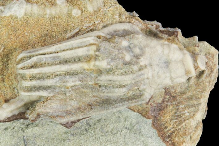 Crinoid (Macrocrinus) Fossil - Crawfordsville, Indiana #126178